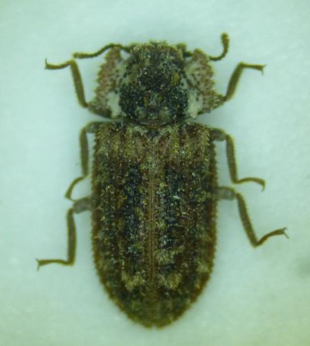 Réf. 268 220 : Endophloeus markovichianus